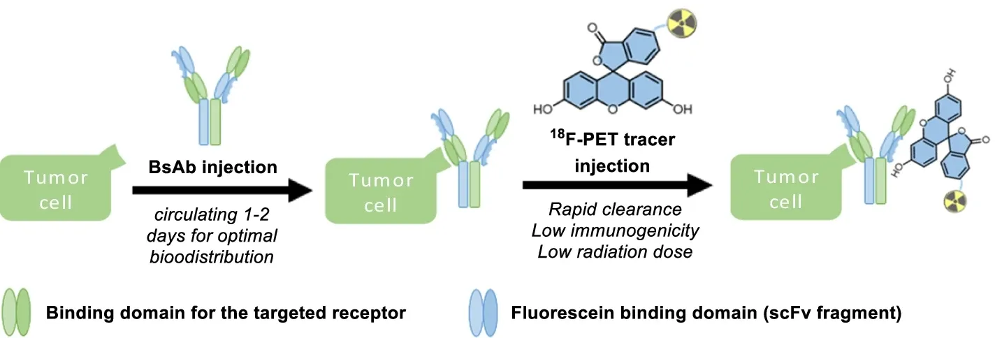 A proof-of-concept study on the use of a fluorescein-based 18F-tracer for pretargeted PET