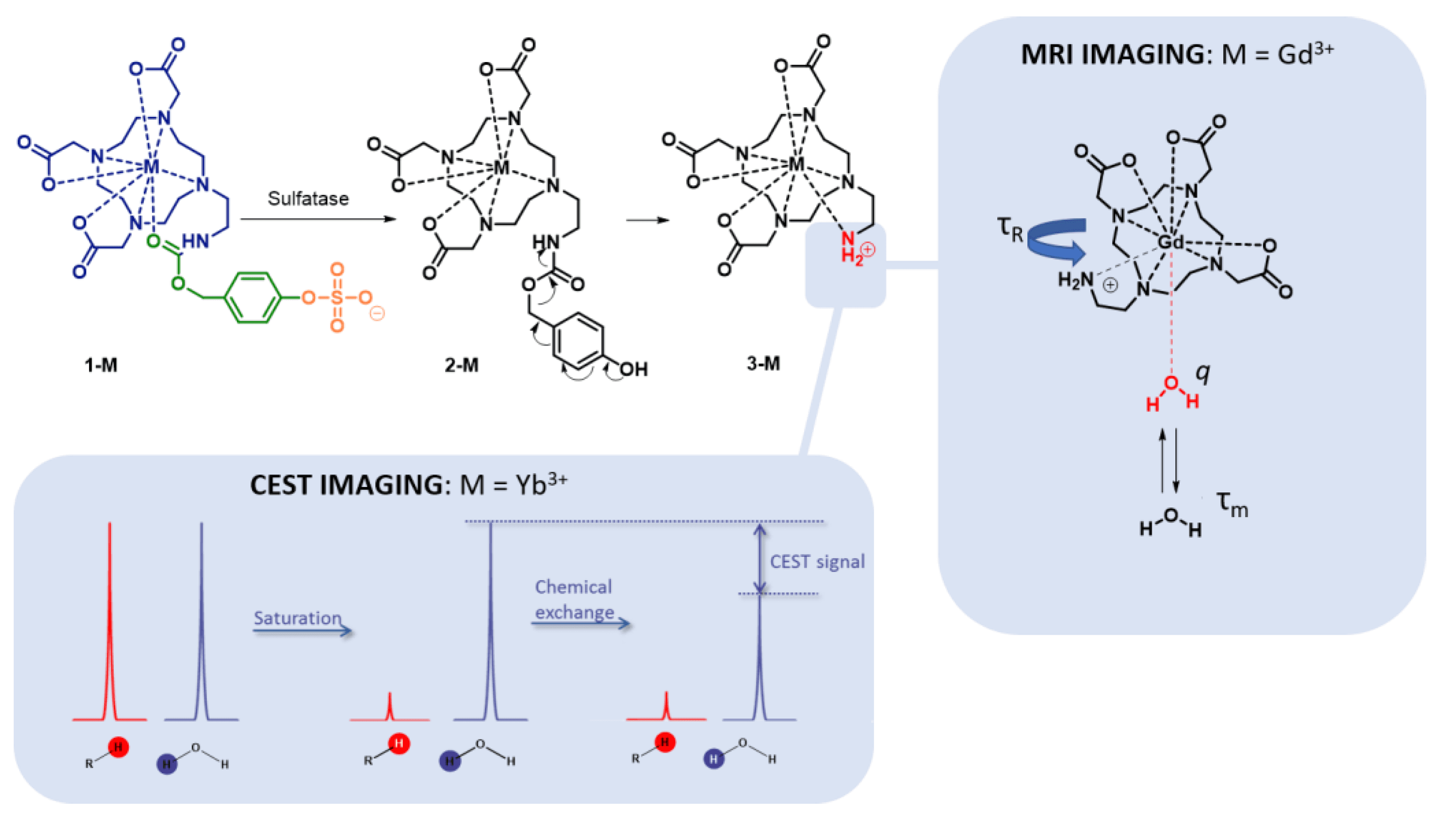 The Development of a Smart Magnetic Resonance Imaging and Chemical Exchange Saturation Transfer Contrast Agent for the Imaging of Sulfatase Activity
