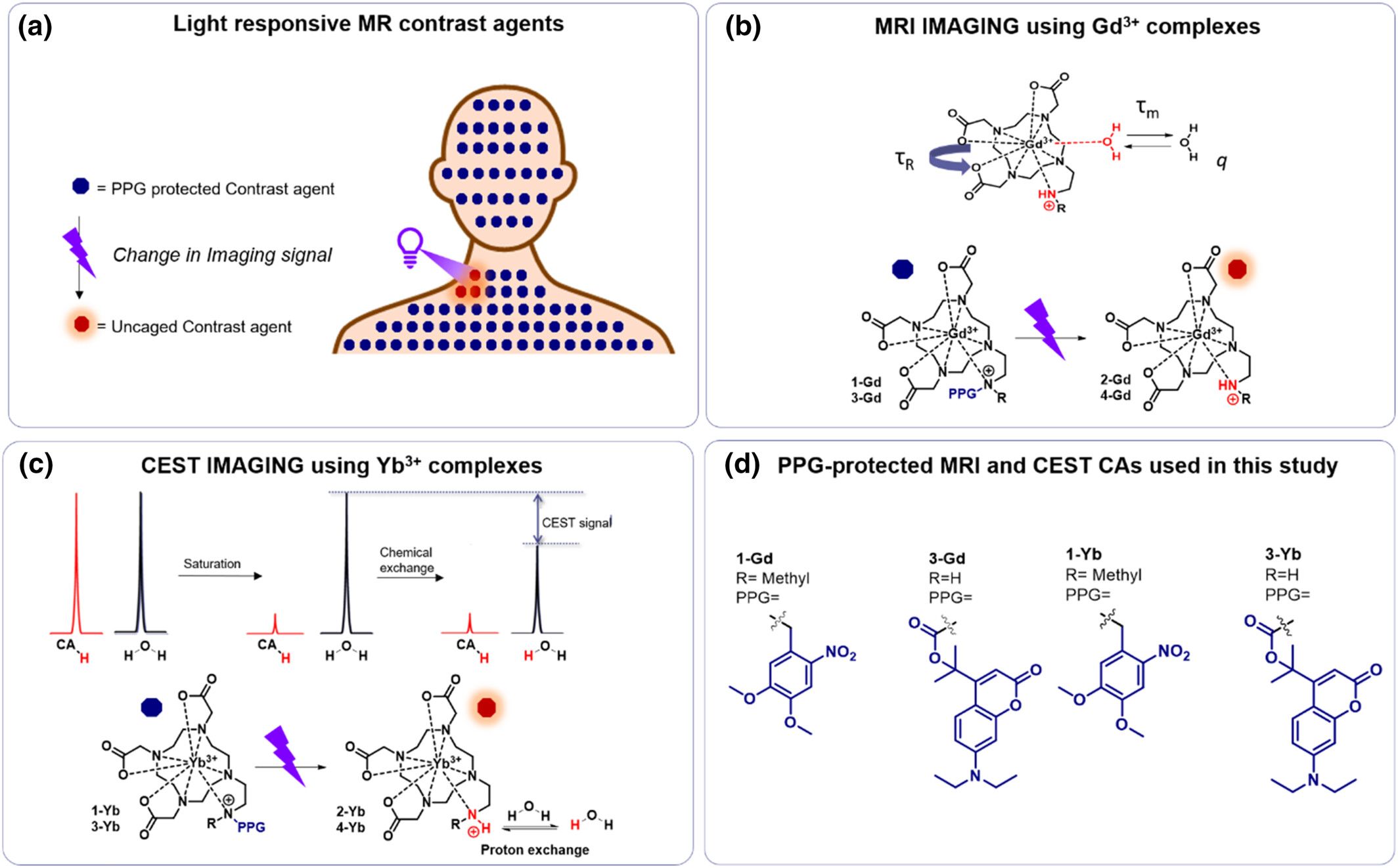Towards medical imaging of drug photoactivation: Development of light responsive magnetic resonance imaging and chemical exchange saturation transfer contrast agents